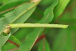 Braunleibiger Springkrautspanner (Ecliptopera silaceata)