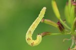 Satyr-Blütenspanner (Eupithecia satyrata)
