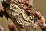 Schlehen-Bürstenspinner (Orgyia antiqua) - Eigelege
