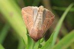 Weißpunkt-Graseule (Mythimna albipunctata)