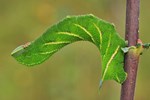Abendpfauenauge (Smerinthus ocellata)