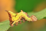 Dromedar-Zahnspinner (Notodonta dromedarius)