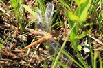 Kleiner Blaupfeil (Orthetrum coerulescens) - Unausgefärbtes Weibchen