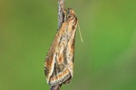 Später Ginsterspanner (Chesias legatella)