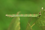 Brombeer-Blattspanner (Mesoleuca albicillata)