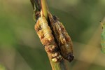 Pappelschwärmer (Laothoe populi) - Das Ende