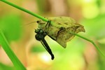 Heller Sichelflügler (Drepana falcataria) in den Fängen einer Raubfliege