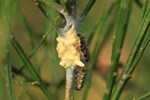 Großer Kohlweißling (Pieris brassicae) - Parasitierte Raupe - Vermutlich mit Kohlweißlings-Schlupfwespe (Cotesia glomerata)