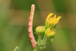 Satyr-Blütenspanner (Eupithecia satyrata)
