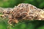 Goldafter (Euproctis chrysorrhoea) - Raupengespinst