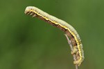 Trockenrasen-Dickleibspanner (Lycia zonaria)