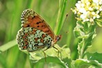 Flockenblumen-Scheckenfalter (Melitaea phoebe)
