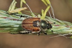 Getreidelaubkäfer (Chaetopteroplia segetum)