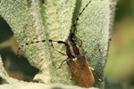 Scheckhornbock (Agapanthia spec.)