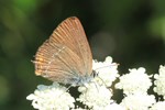 Brauner Eichen-Zipfelfalter (Satyrium ilicis)