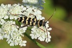 Schmaler Rinden-Widderbock (Plagionotus floralis)