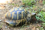 Griechische Landschildkröte (Testudo hermanni boettgeri)