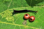 Großer Gabelschwanz (Cerura vinula) - Eiräupchen