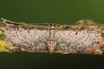 Weiden-Blütenspanner (Eupithecia tenuiata)