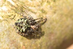 Grüne Buckelkreuzspinne (Gibbaranea gibbosa)