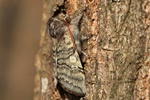 Gelbhorn-Eulenspinner (Achlya flavicornis)