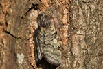 Gelbhorn-Eulenspinner (Achlya flavicornis)