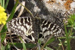 Osterluzeifalter (Zerynthia polyxena)