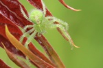 Haarkrabbenspinne (Heriaeus spec.)