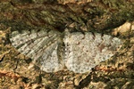 Grauer Erlen-Rindenspanner (Aethalura punctulata)