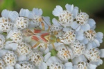 Ohne deutschen Namen (Calocoris roseomaculatus)