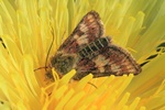 Bitterkraut-Sonneneule (Schinia cardui)