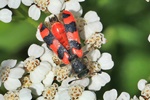 Zottiger Bienenkäfer (Trichodes alvearius)