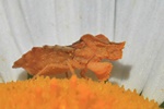 Teufelchen (Phymata crassipes)