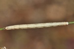 Einstreifiger Trockenrasenspanner (Aspitates gilvaria)