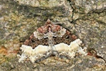 Einzahn-Winkelspanner (Euphyia unangulata)