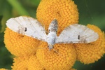 Weißer Blütenspanner (Eupithecia centaureata)