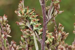 Feldbeifuß-Mönch (Cucullia artemisiae)