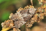 Trockenrasen-Halmeulchen (Mesoligia furuncula)
