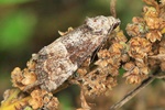 Trockenrasen-Halmeulchen (Mesoligia furuncula)