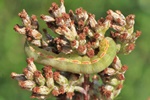 Meldenflureule (Anarta trifolii)