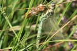 Herbst Mosaikjungfer - Frisch geschlüpftes Weibchen