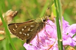 Komma-Dickkopffalter (Hesperia comma)