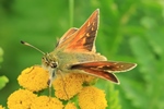 Komma-Dickkopffalter (Hesperia comma)