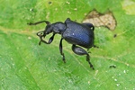Schwarzer Birkenblattroller (Deporaus betulae)