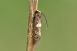 Ohne deutschen Namen (Incurvaria masculella) - Männchen