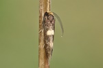 Ohne deutschen Namen (Incurvaria masculella) - Männchen