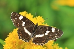 Landkärtchen - Sommergeneration (Araschnia levana)
