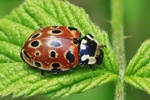 Augenmarienkäfer (Anati socellata)