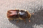 Buchdrucker (Ips typographus)