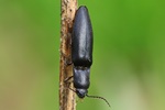 Wald-Humusschnellkäfer (Ectinus aterrimus)